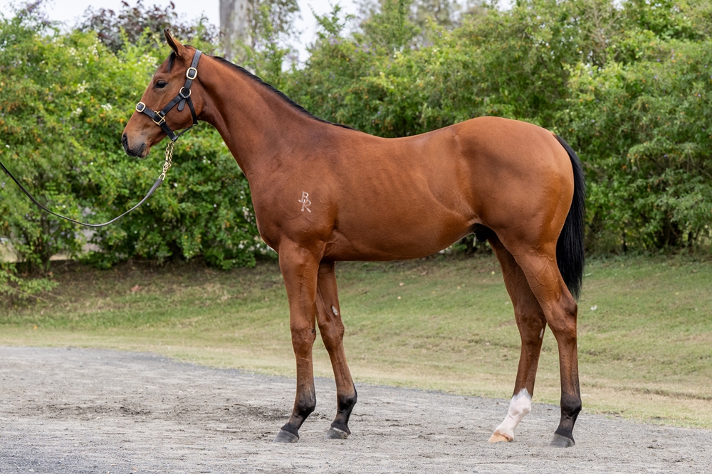 Yes Yes Yes (AUS) / Kanga's Eye (AUS) 2024 Colt - Image 1