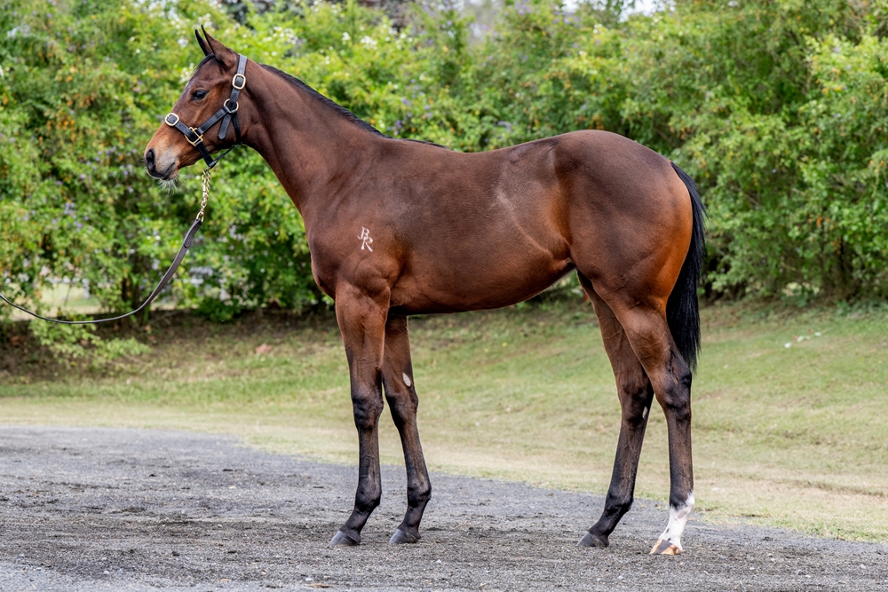 Jacquinot (AUS) / Precautions (AUS) 2024 Filly - Image 1