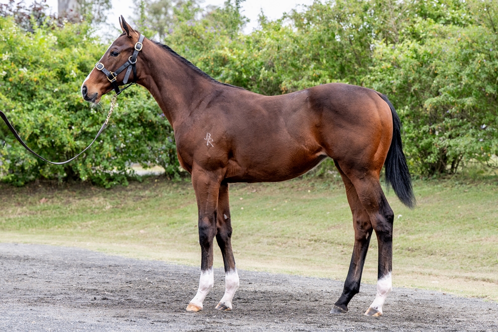 Yes Yes Yes (AUS) / Always in Moment (AUS) 2024 Filly - Image 1