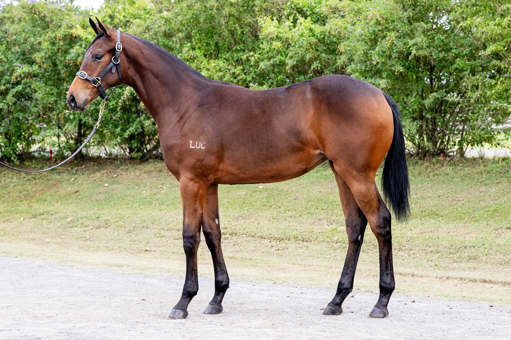 Jonker (AUS) / Count the Dots (NZ) 2024 Filly - Image 1