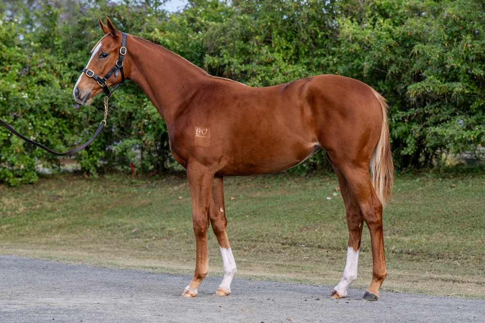 Stronger (AUS) / Miss Stratophonic (AUS) 2024 Filly - Image 1