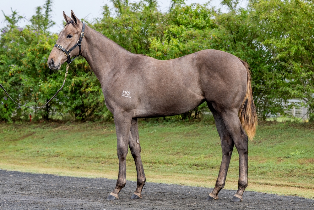Profiteer (AUS) / Saluting (AUS) 2024 Filly - Image 1