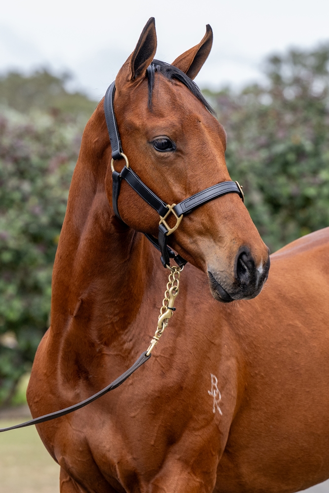 Yes Yes Yes (AUS) / Kanga's Eye (AUS) 2024 Colt - Image 2