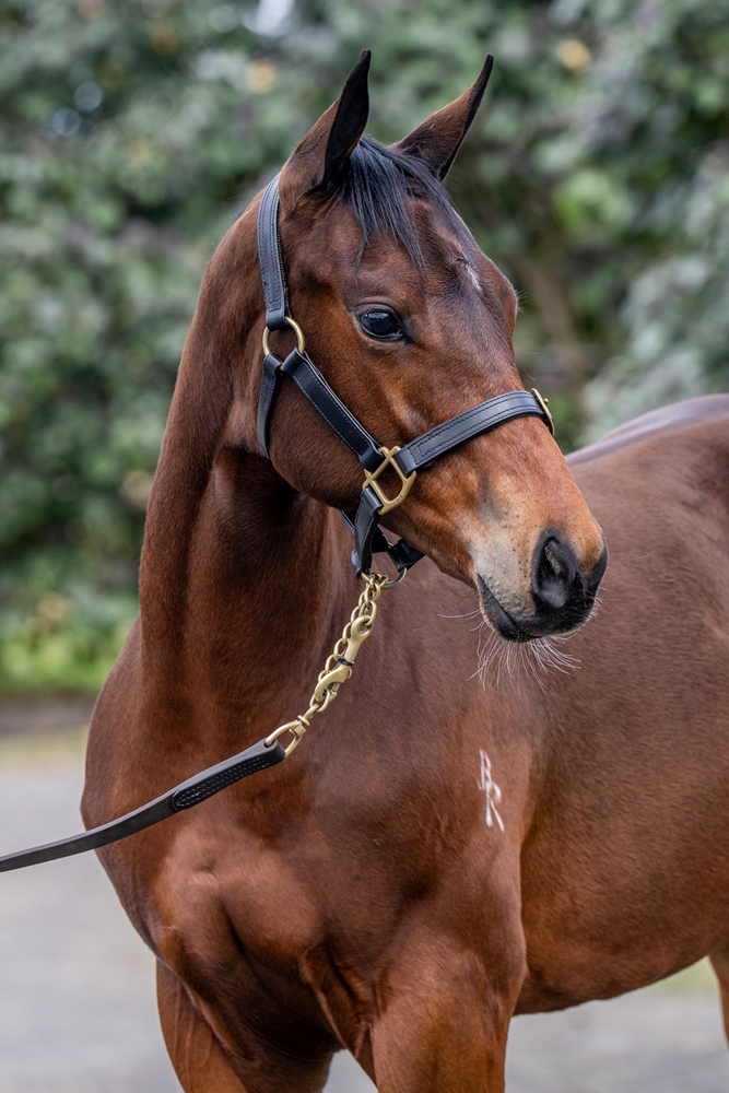 Jacquinot (AUS) / Precautions (AUS) 2024 Filly - Image 2