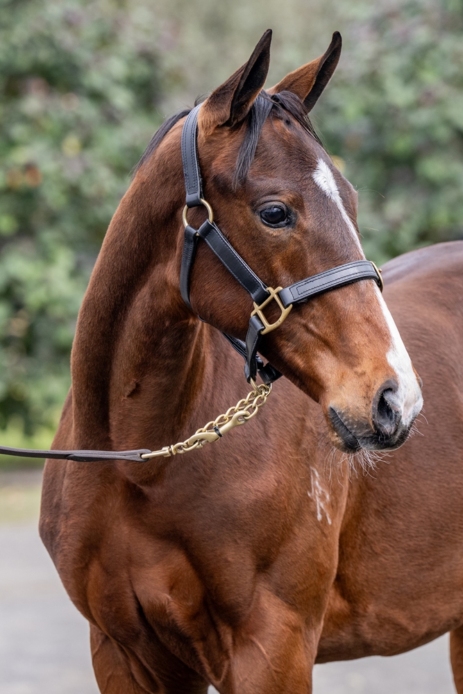 Yes Yes Yes (AUS) / Always in Moment (AUS) 2024 Filly - Image 2