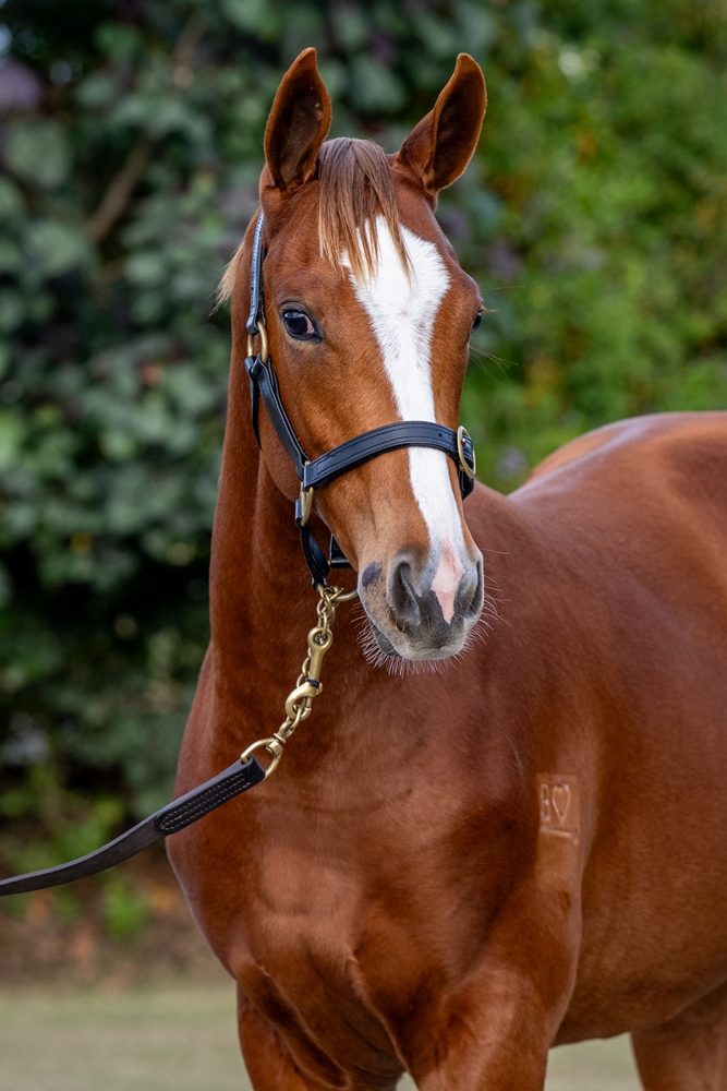Stronger (AUS) / Miss Stratophonic (AUS) 2024 Filly - Image 2
