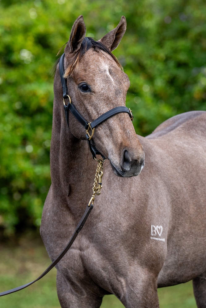 Profiteer (AUS) / Saluting (AUS) 2024 Filly - Image 2