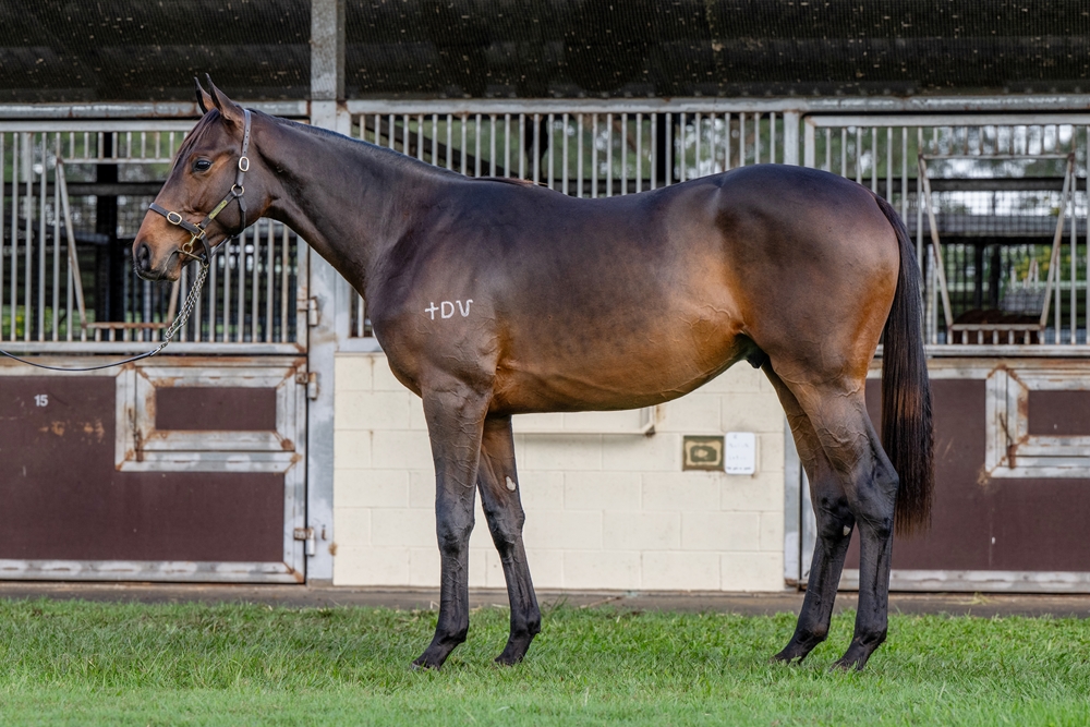 Tarzino (NZ) / Paris Match (AUS) 2023 G - Image 1