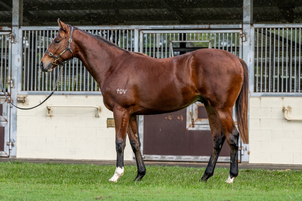 Bivouac (AUS) / Eyes of Love (NZ) 2023 Colt - Image 1