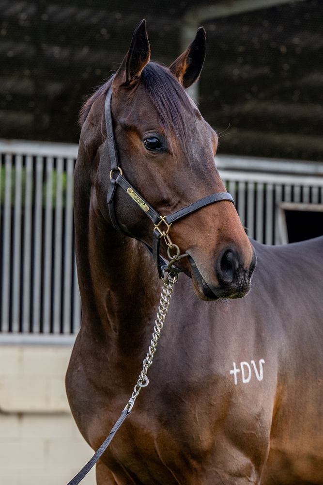 Tarzino (NZ) / Paris Match (AUS) 2023 G - Image 2