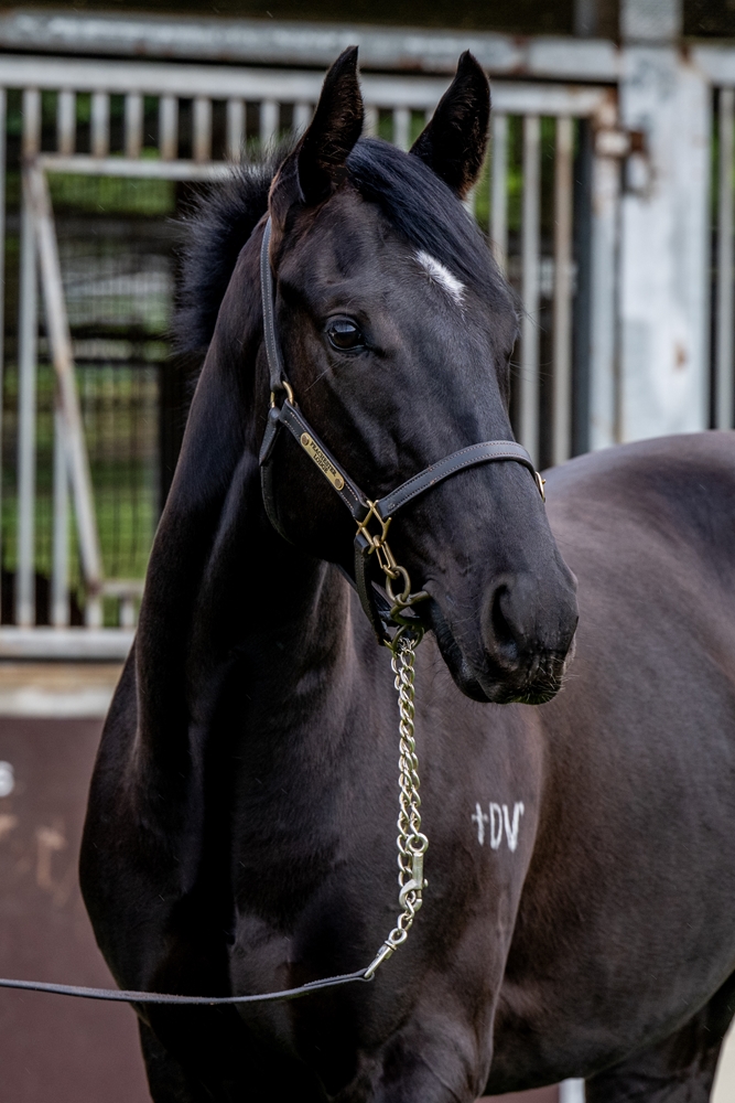 Impending (AUS) / Rubi Dee (AUS) 2023 Filly - Image 2
