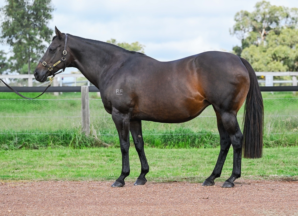 Always Allison (AUS) - Image 1