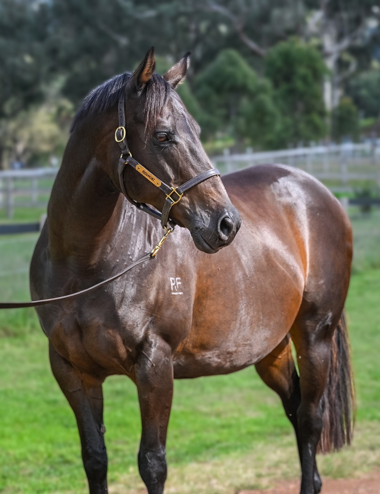 Always Allison (AUS) - Image 2