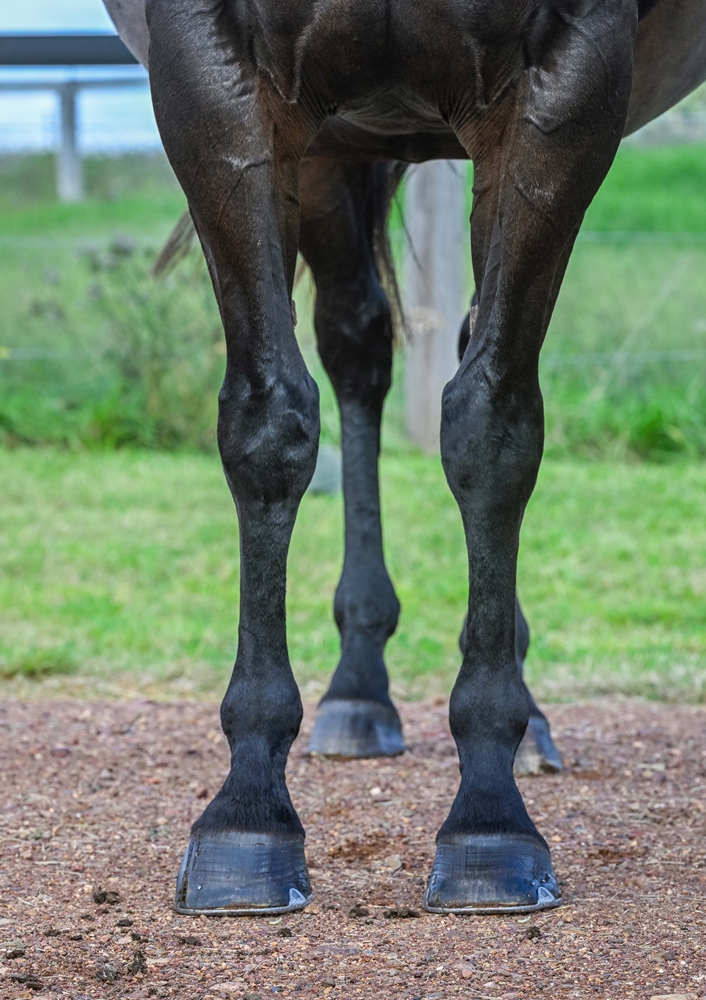 Always Allison (AUS) - Image 3