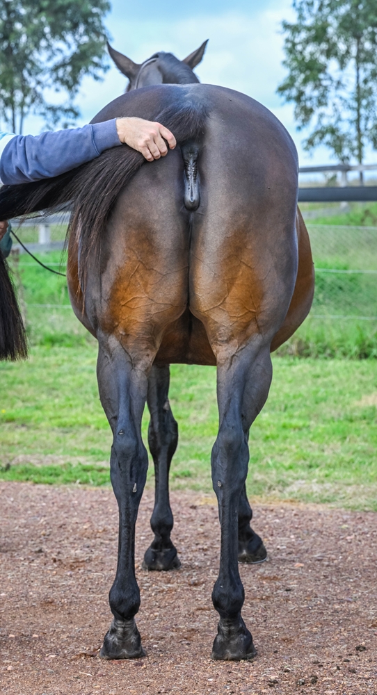 Always Allison (AUS) - Image 4