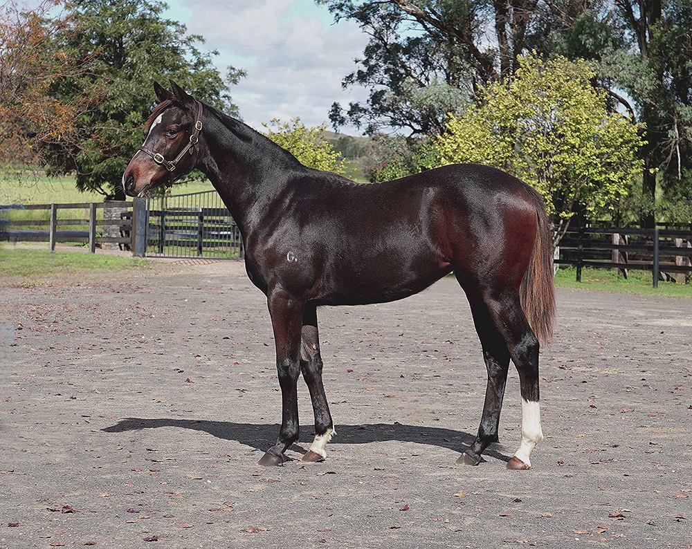 Brave Smash (JPN) / Mingle (AUS) 2024 Filly - Image 1