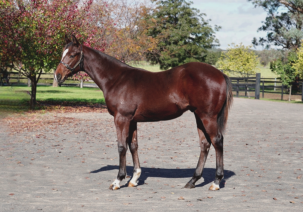 Spirit of Boom (AUS) / Parakeet (AUS) 2024 Colt - Image 1