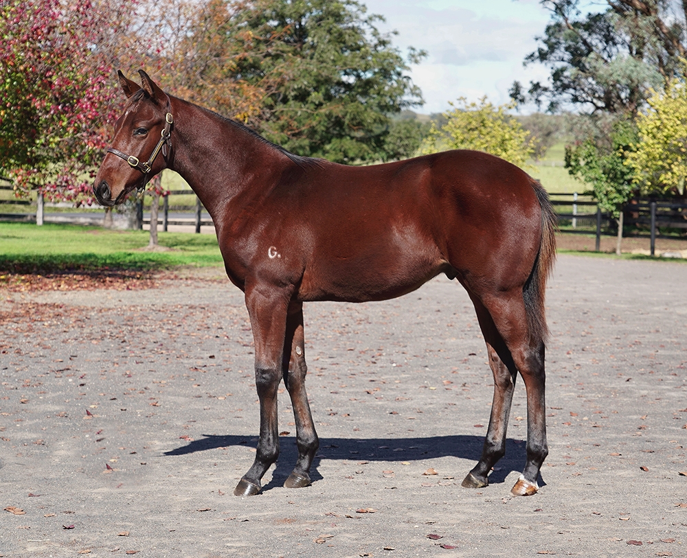 Castelvecchio (AUS) / Sarah Jessica (AUS) 2024 Colt - Image 1