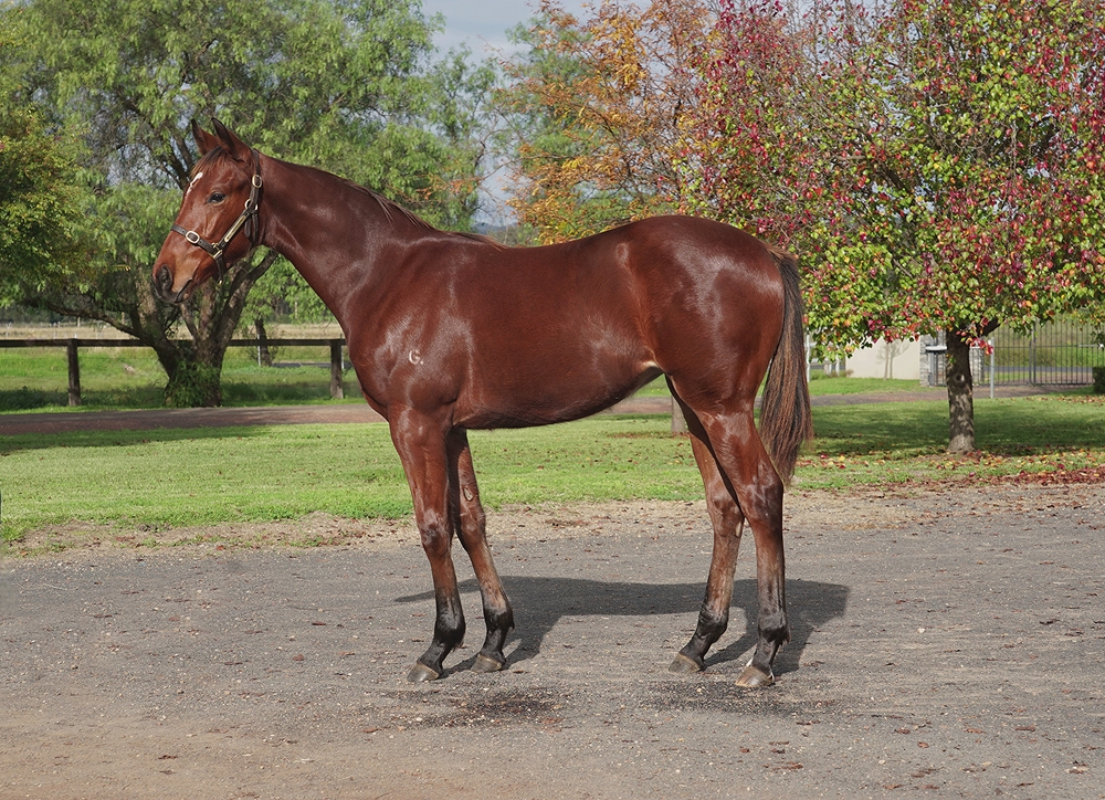 Capitalist (AUS) / Sienna Lady (IRE) 2024 Filly - Image 1