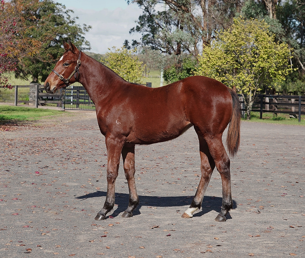 Acrobat (AUS) / Silk Trail (AUS) 2024 Filly - Image 1