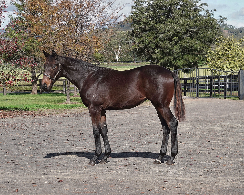 Better Than Ready (AUS) / Zegota (AUS) 2024 Filly - Image 1