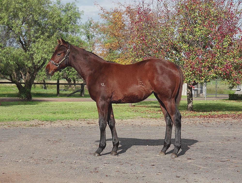 Farnan (AUS) / Diva da Vinci (AUS) 2024 Filly - Image 1