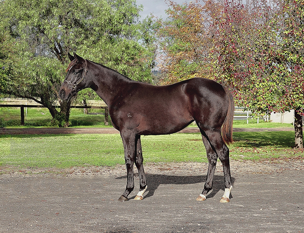 Anamoe (AUS) / Eclair Breeze (AUS) 2024 Filly - Image 1