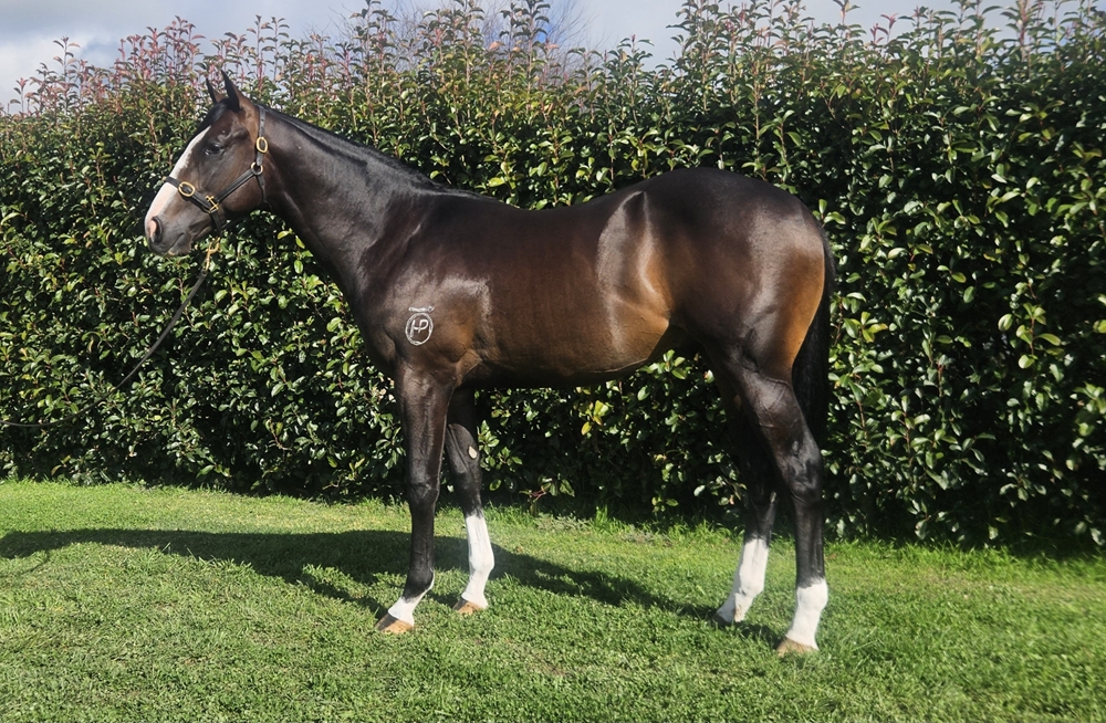Hellbent (AUS) / Charleah (AUS) 2023 Colt - Image 1