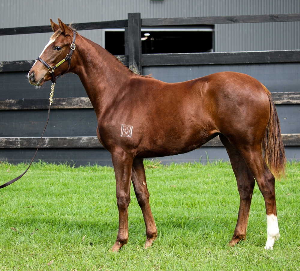 Tiger of Malay (AUS) / It's All for You (GER) 2024 Filly - Image 1