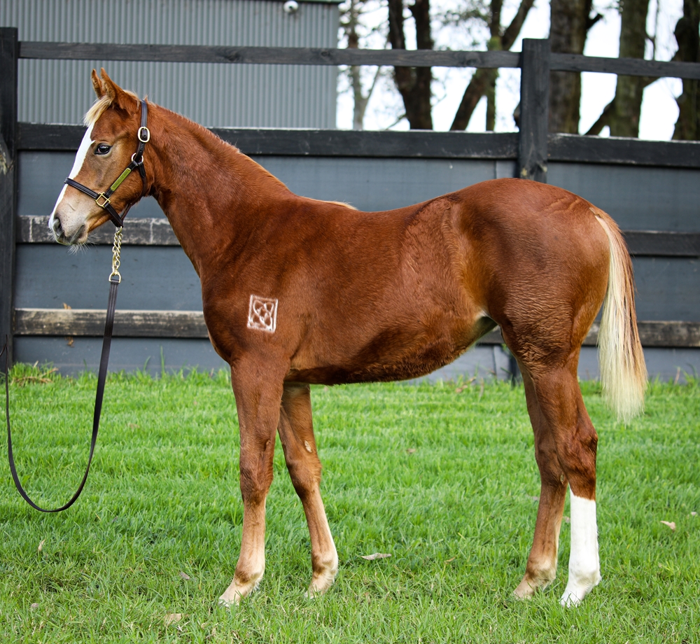 Stronger (AUS) / Praise Songs (AUS) 2024 Filly - Image 1
