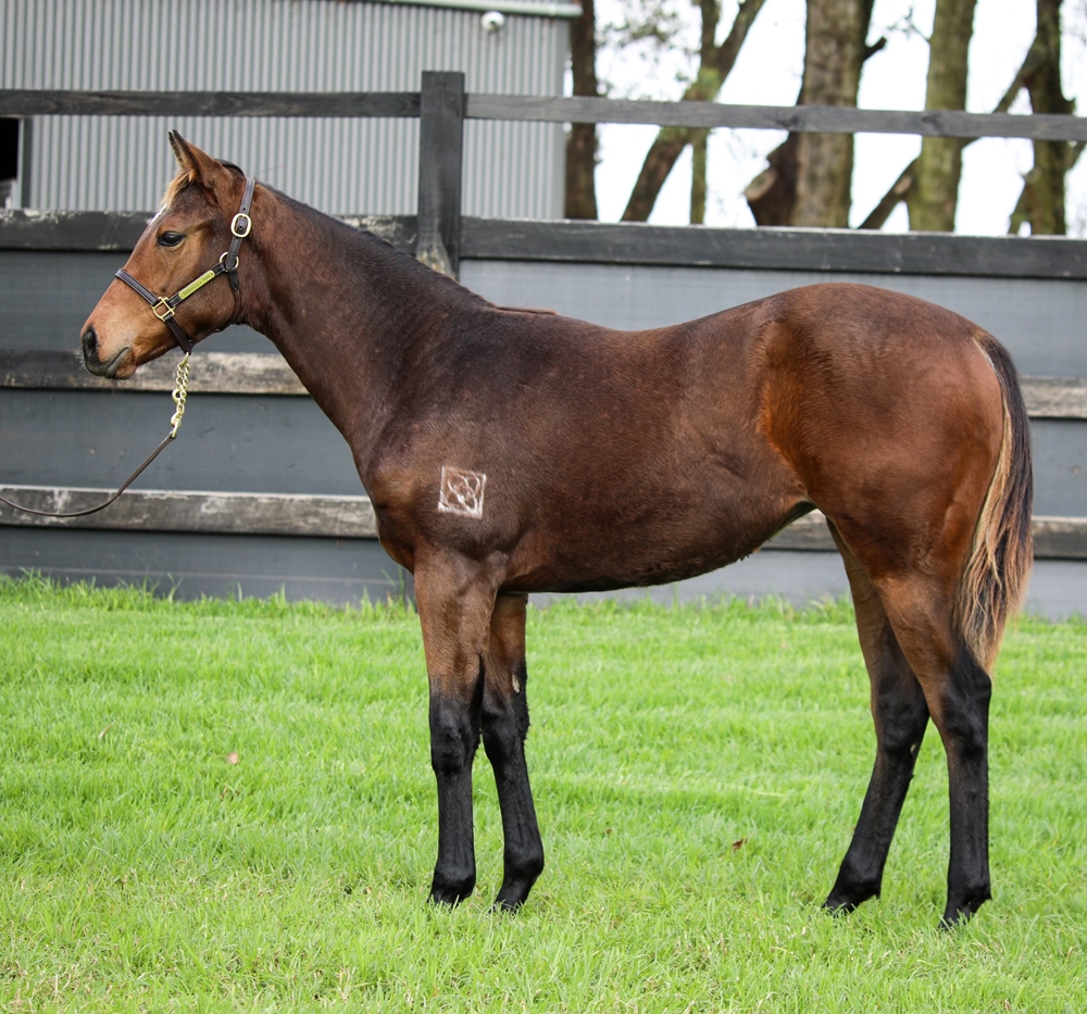 Cool Aza Beel (NZ) / Bellinsky (NZ) 2024 Filly - Image 1
