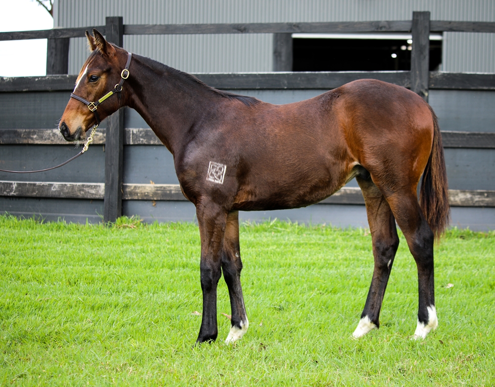 Grunt (NZ) / A Night in Vegas (AUS) 2024 Colt - Image 1