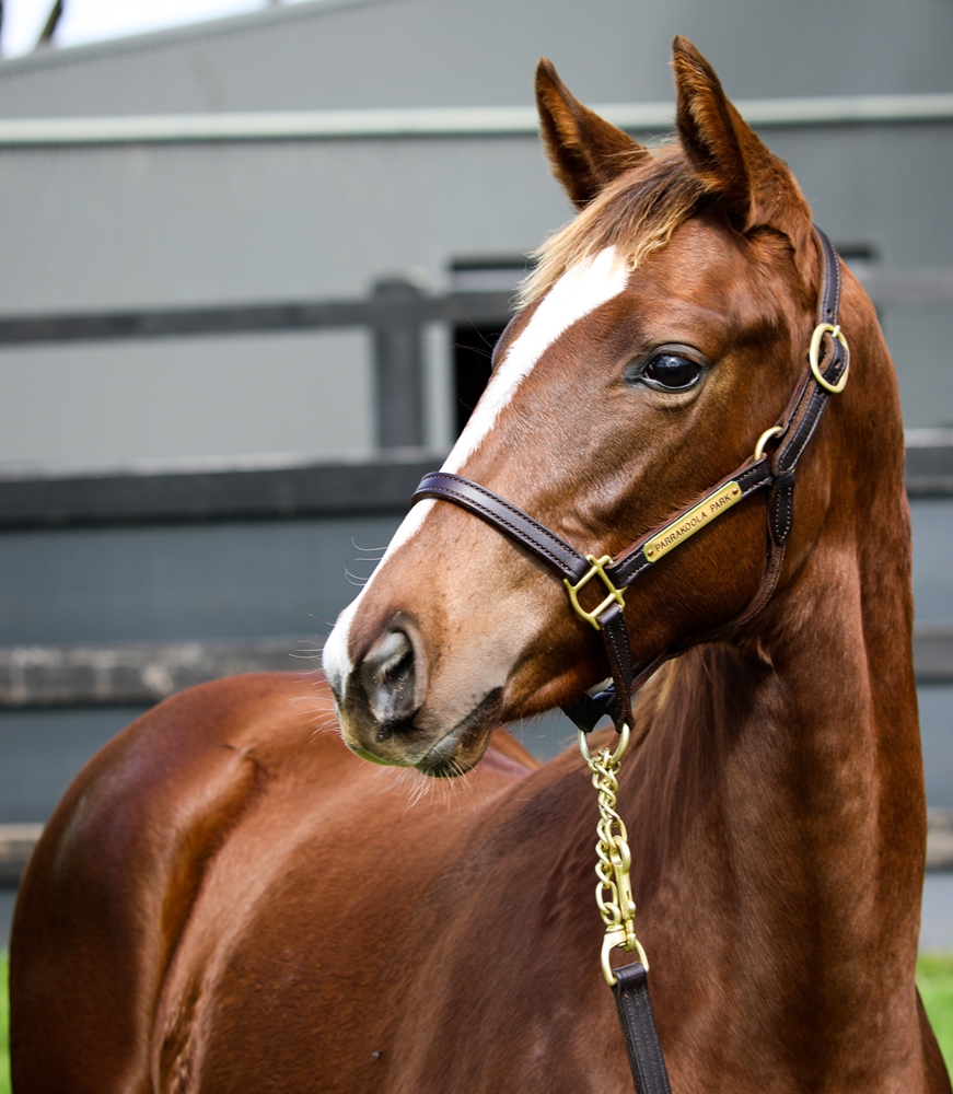 Tiger of Malay (AUS) / It's All for You (GER) 2024 Filly - Image 2
