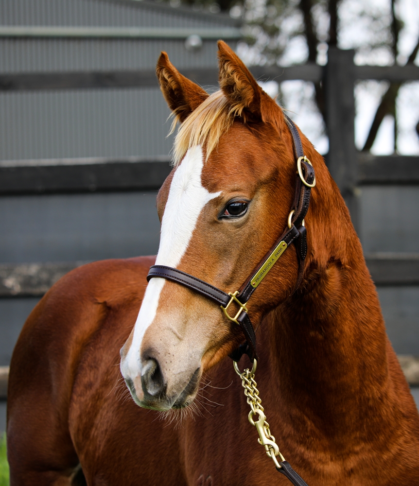 Stronger (AUS) / Praise Songs (AUS) 2024 Filly - Image 2