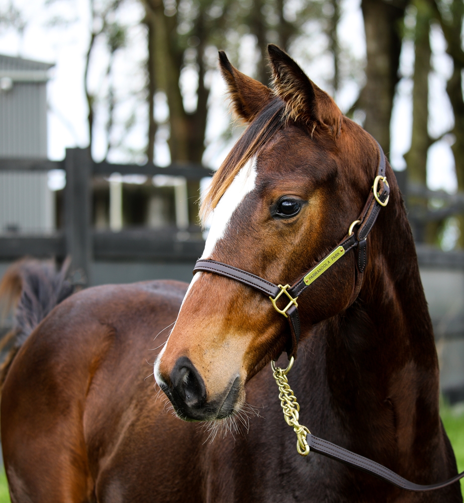 Grunt (NZ) / A Night in Vegas (AUS) 2024 Colt - Image 2