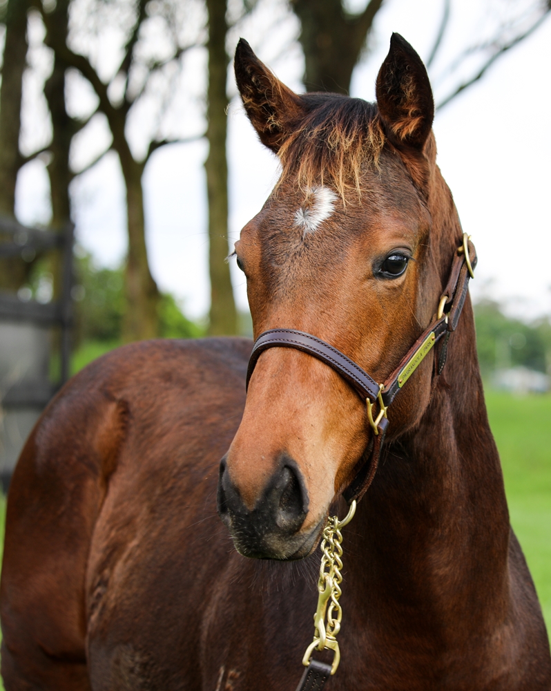 Cool Aza Beel (NZ) / Bellinsky (NZ) 2024 Filly - Image 2