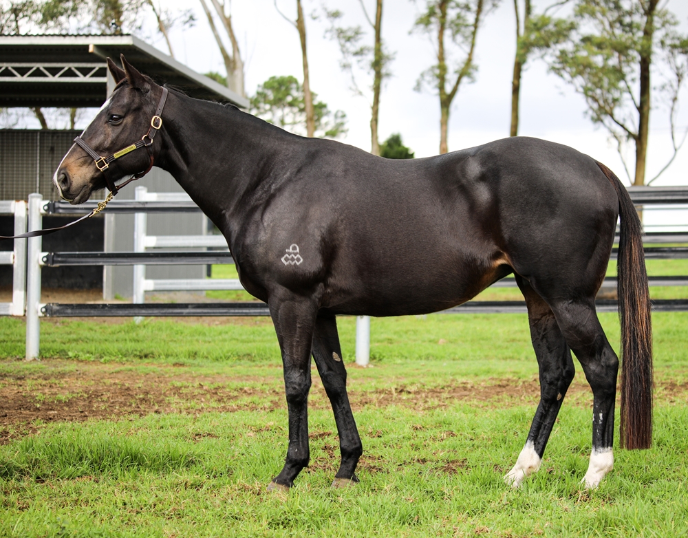 Power of Wexford (AUS) - Image 1