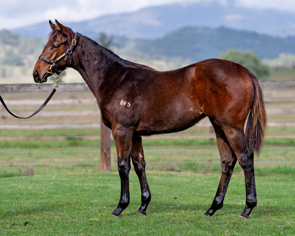 Brave Smash (JPN) / Natural Dancer (AUS) 2024 Filly - Image 1