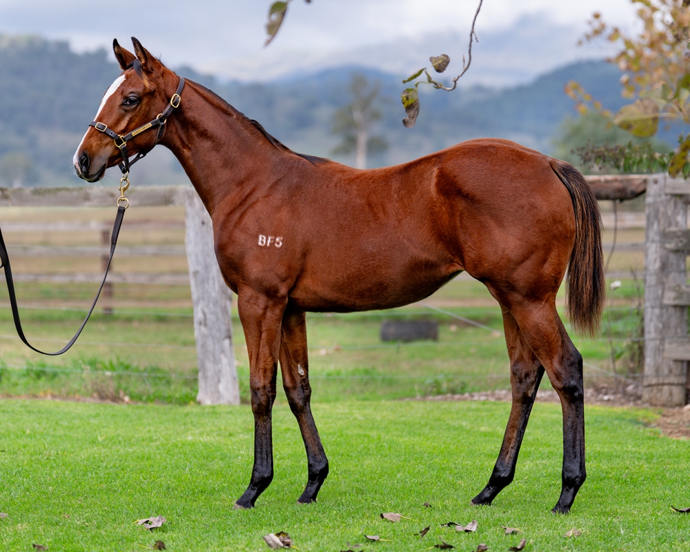 Astern (AUS) / Of the People (AUS) 2024 Filly - Image 1