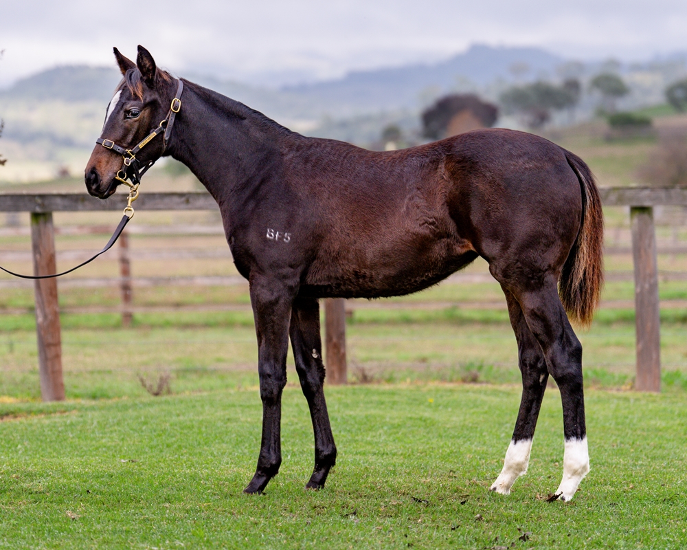 Brave Smash (JPN) / Usena (AUS) 2024 Filly - Image 1