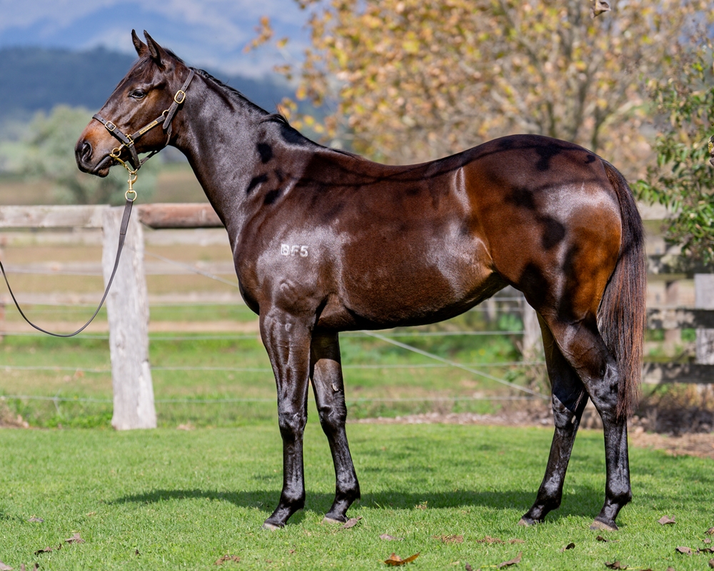 Exceedance (AUS) / Natural Dancer (AUS) 2023 Filly - Image 1