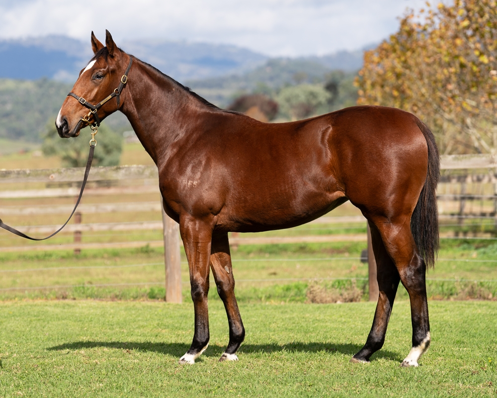 Astern (AUS) / Of the People (AUS) 2023 Filly - Image 1