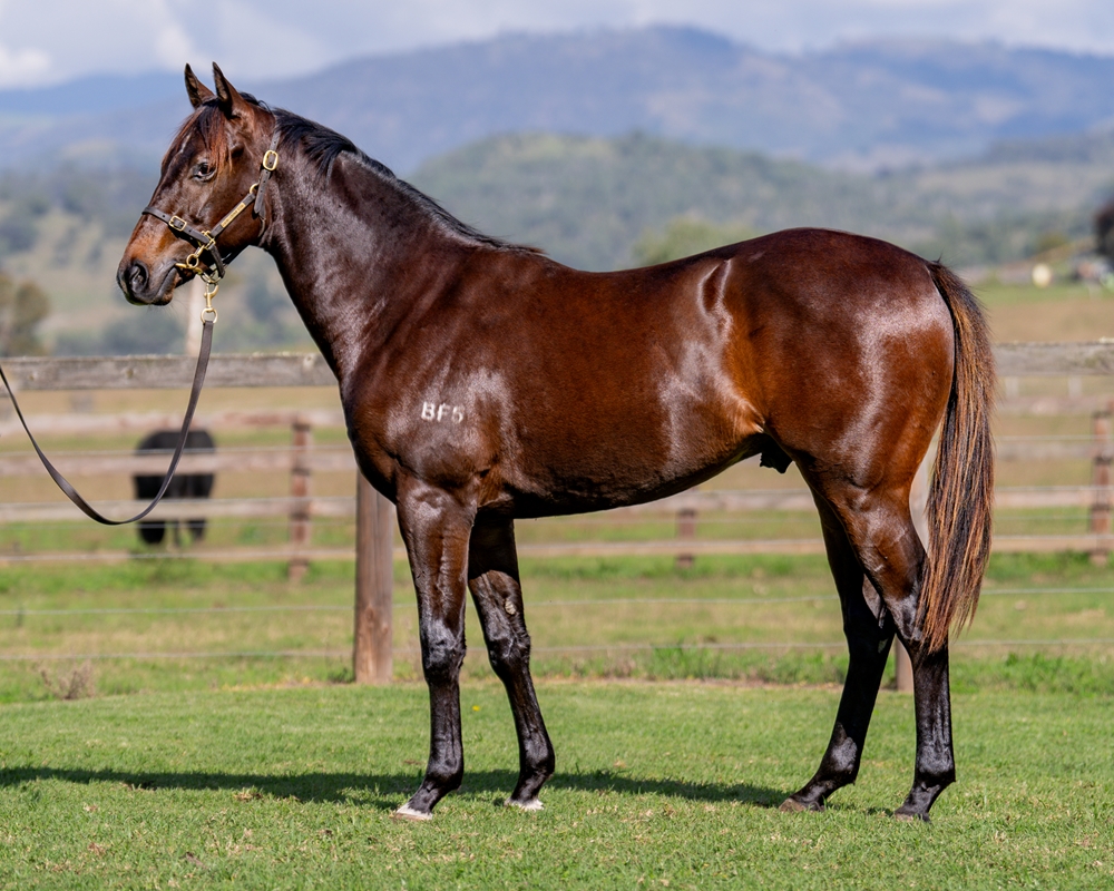 Harry Angel (IRE) / Riverina Bella (AUS) 2023 Colt - Image 1
