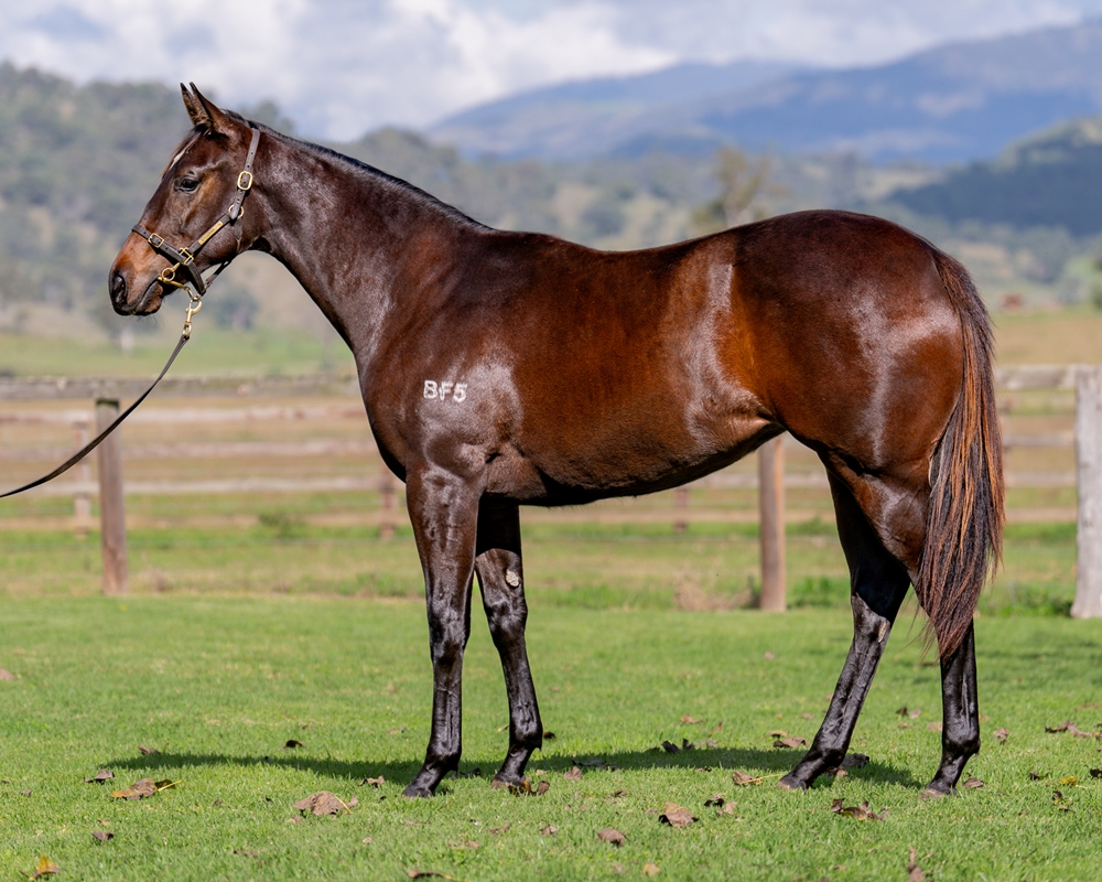 Wild Ruler (AUS) / Usena (AUS) 2023 Filly - Image 1