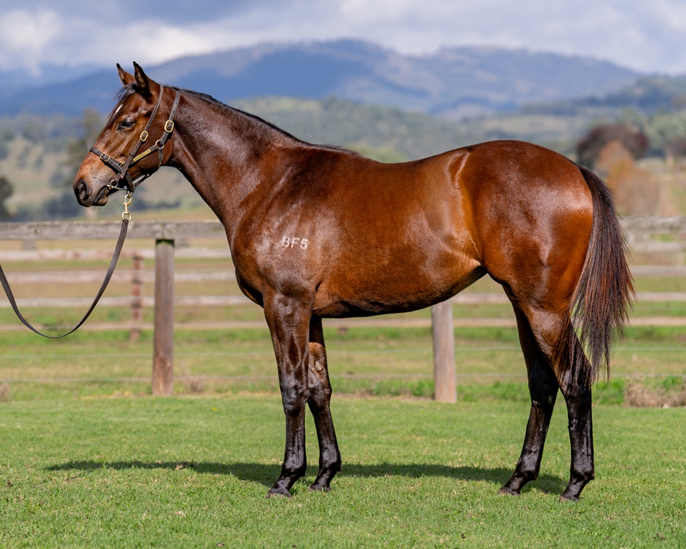 Microphone (AUS) / Bellegano (AUS) 2023 Filly - Image 1