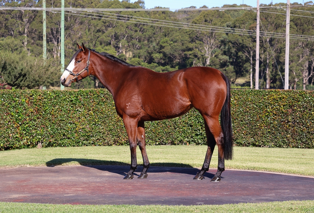 Divine Glory (AUS) - Image 1