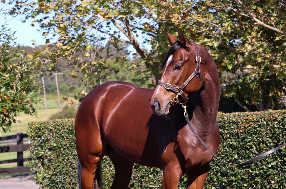 Madam Rupee (AUS) - Image 2