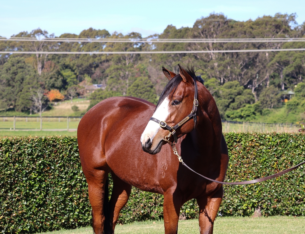 Divine Glory (AUS) - Image 2