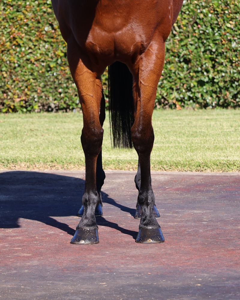 Divine Glory (AUS) - Image 3