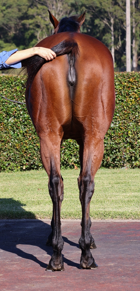 Divine Glory (AUS) - Image 4